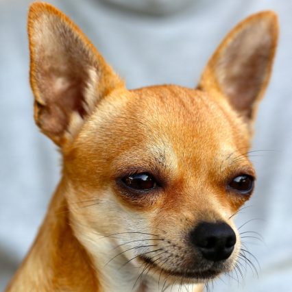 吉娃娃