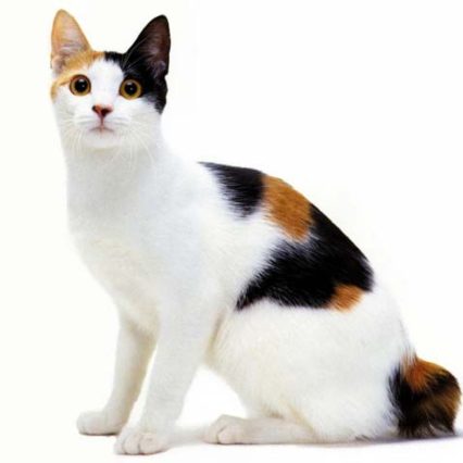 日本短尾貓