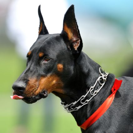 杜賓犬