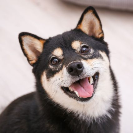 柴犬