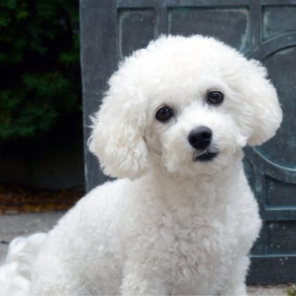 比熊犬