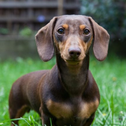臘腸犬