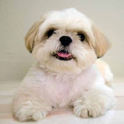 西施犬