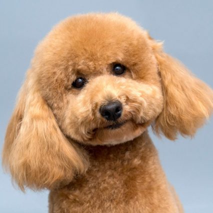 貴賓犬